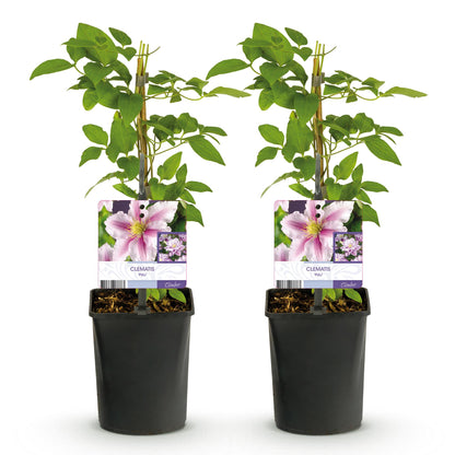 Clematis Piilu - Blüte Rosa - Wenig Pflege - 2 Pflanzen - Topf 11cm Höhe 40cm