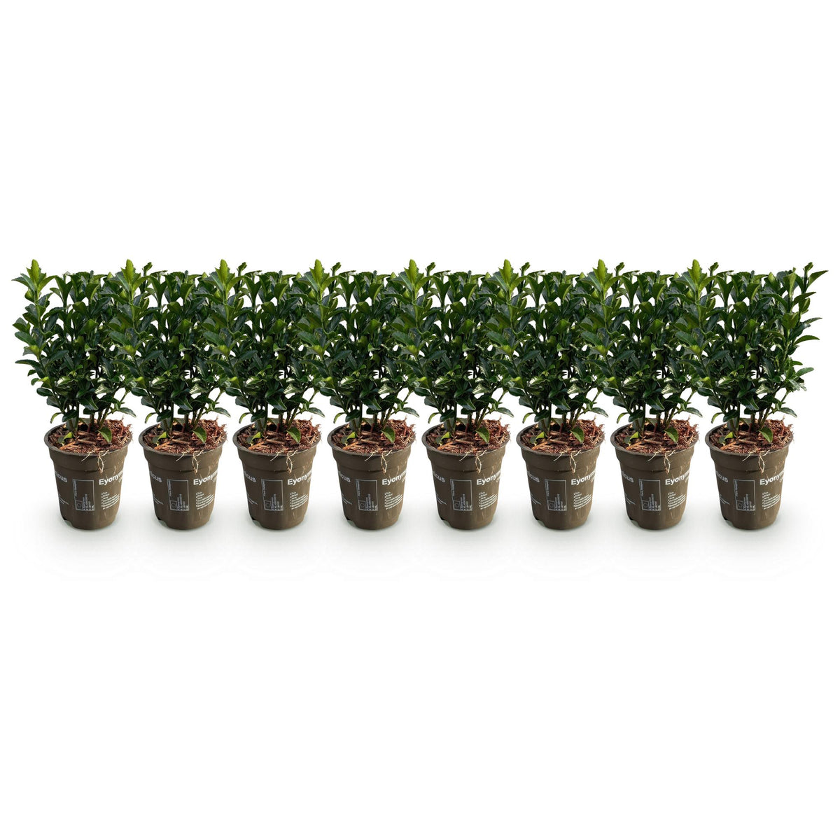 Grüne Euonymus japonica Green Spire Heckenpflanzen im Topf, 9cm, 20-25cm hoch, immergrün, 8 Pflanzen auf 1 Meter.