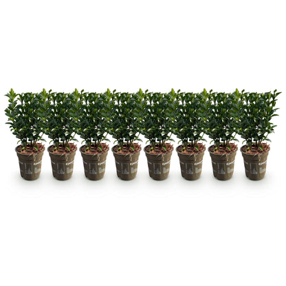 Grüne Euonymus japonica Green Spire Heckenpflanzen im Topf, 9cm, 20-25cm hoch, immergrün, 8 Pflanzen auf 1 Meter.