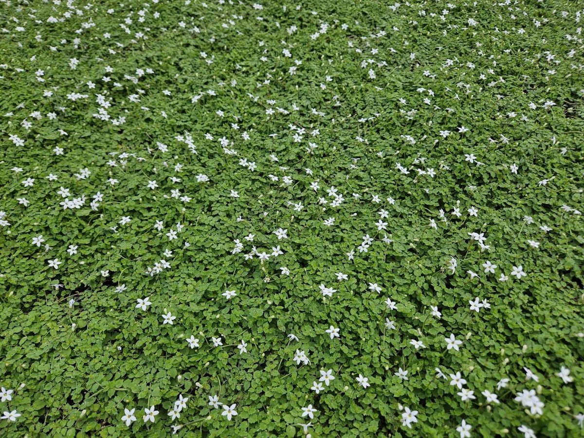 Isotoma fluviatilis &