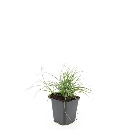 Luzula nivea – 24 Pflanzen Ø 9 cm – Schneemarbel | Wintergrünes Ziergras für Schatten &amp; Halbschatten - Wurzelwerk Design