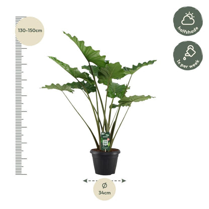 Alocasia Portodora 140 cm – Exotische XL - Zimmerpflanze - Wurzelwerk Design