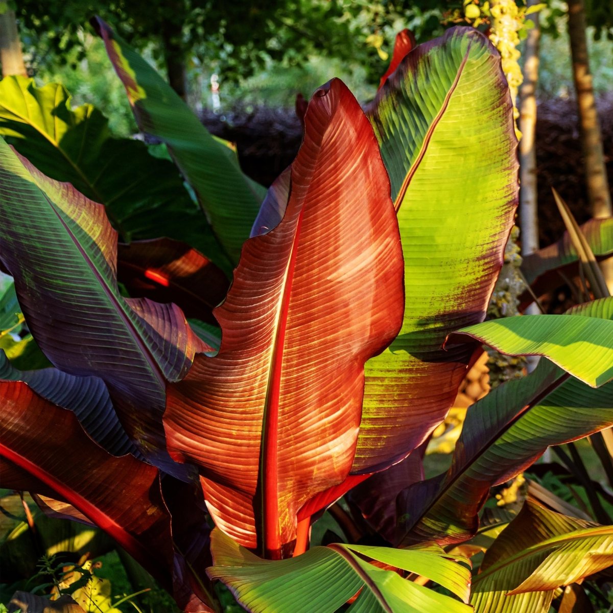 Bananenpflanze - Ensete ventricosum Maurelli - Winterhart - 2 Pflanzen - Topf 17cm Höhe 40cm - Wurzelwerk Design