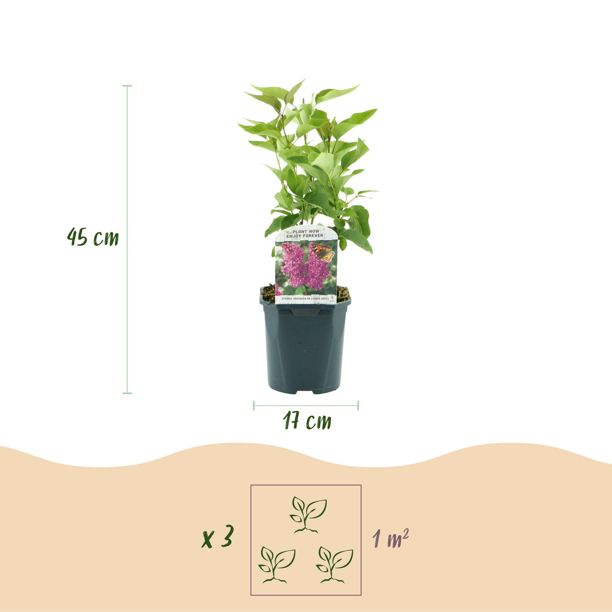 Everspring Syringa vulgaris Ludwig Spath Flieder, 45cm hoher, lila Blühstrauch in Topf, 17cm Durchmesser, winterhart