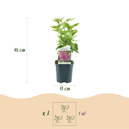 Everspring Syringa vulgaris Ludwig Spath Flieder, 45cm hoher, lila Blühstrauch in Topf, 17cm Durchmesser, winterhart