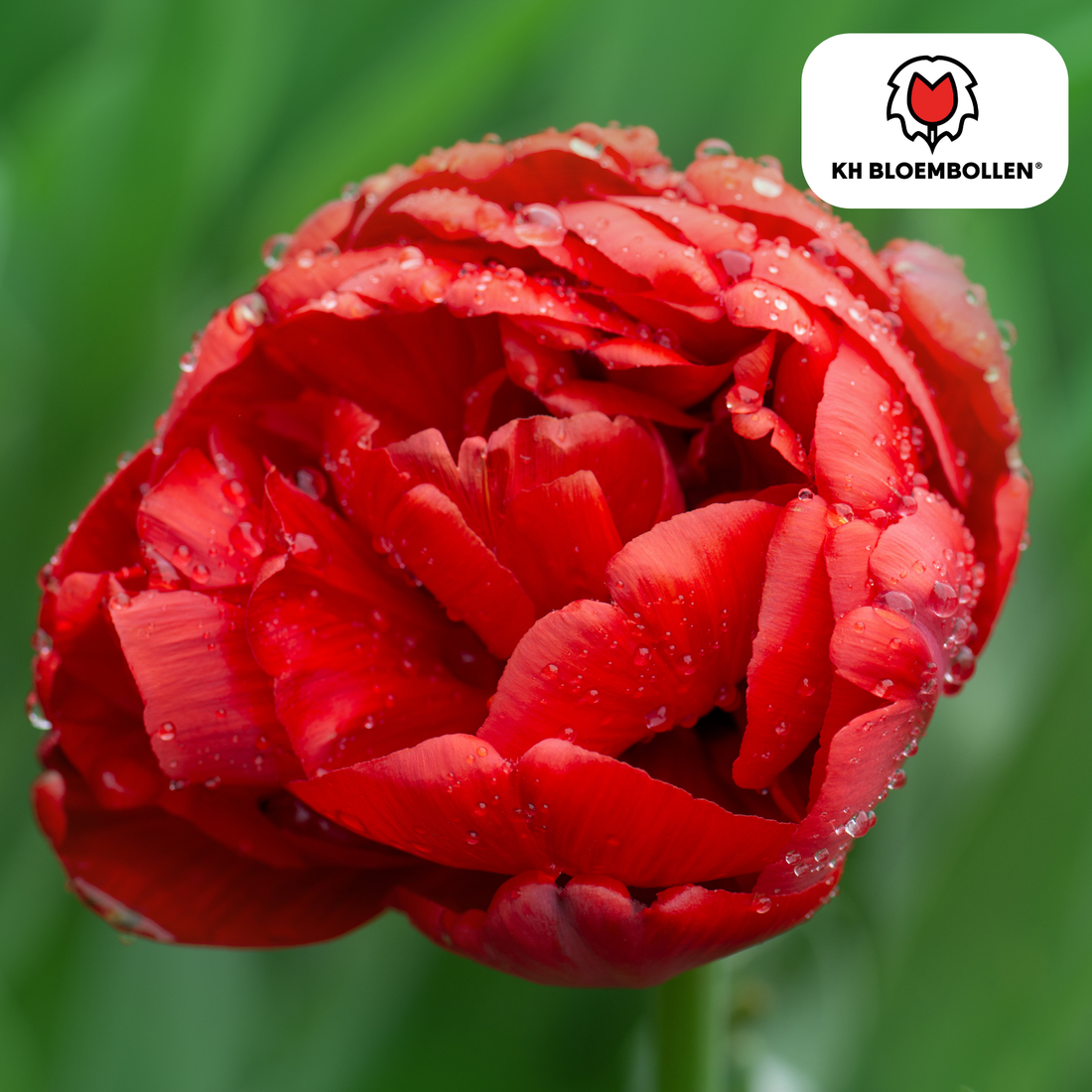 Gefüllte rote Tulpenzwiebeln Bombastic Red von Everspring, 20 Stück, frisch und tiefrot, ideal für den Frühling.
