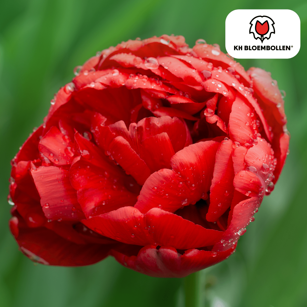 Gefüllte rote Tulpenzwiebeln Bombastic Red von Everspring, 20 Stück, frisch und tiefrot, ideal für den Frühling.