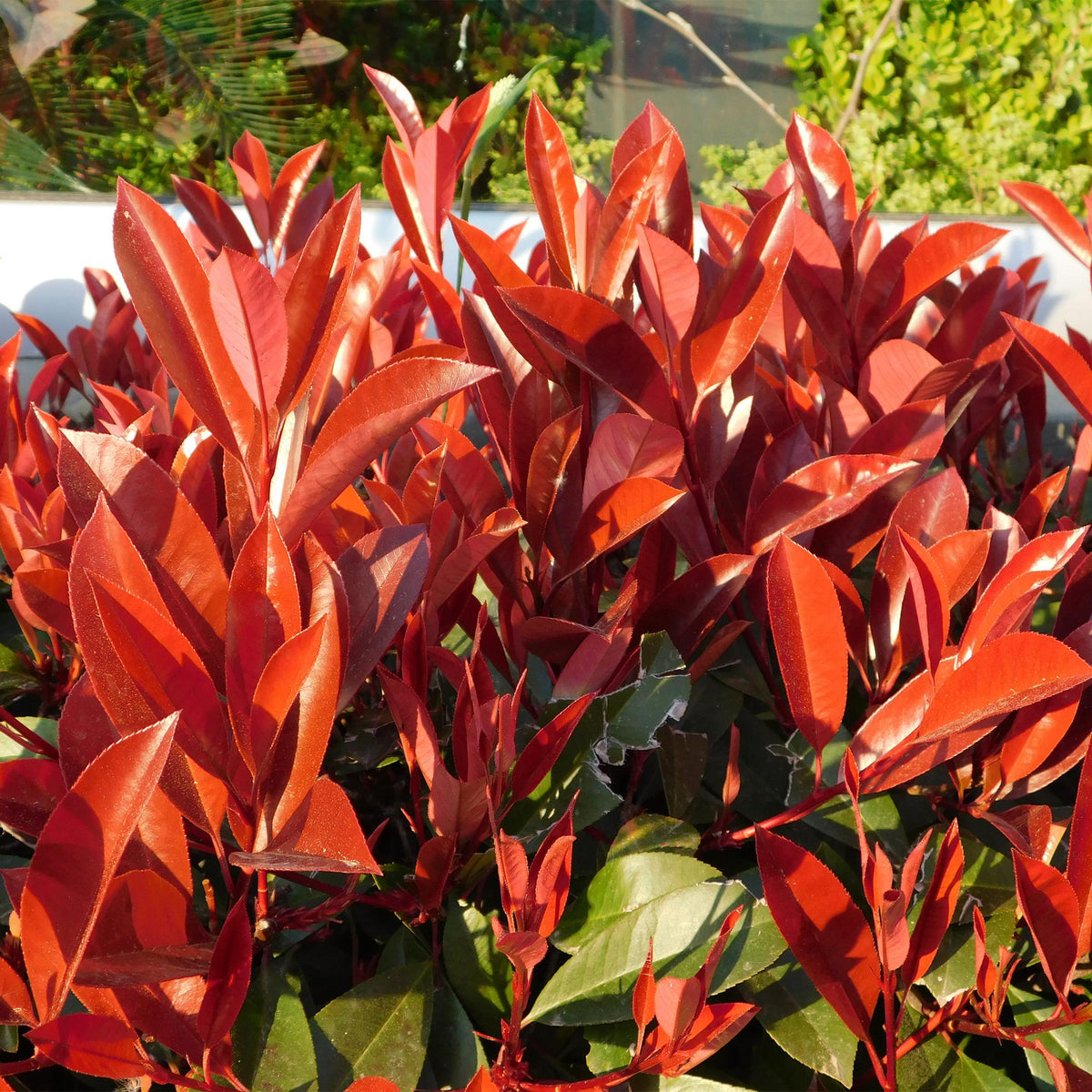Photinia fraseri Red Robin Heckenpflanzen, grün-rot, 6 Pflanzen in Töpfen, immergrün, 50cm hoch, 17cm Topf