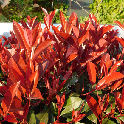 Photinia fraseri Red Robin Heckenpflanzen, grün-rot, 6 Pflanzen in Töpfen, immergrün, 50cm hoch, 17cm Topf