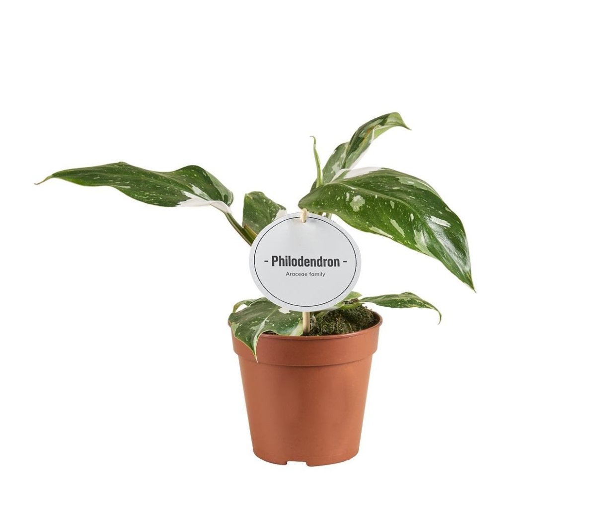 Philodendron White Princess B Grade - Ø12cm - ↕30cm - Wurzelwerk Design