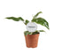 Philodendron White Princess B Grade - Ø12cm - ↕30cm - Wurzelwerk Design