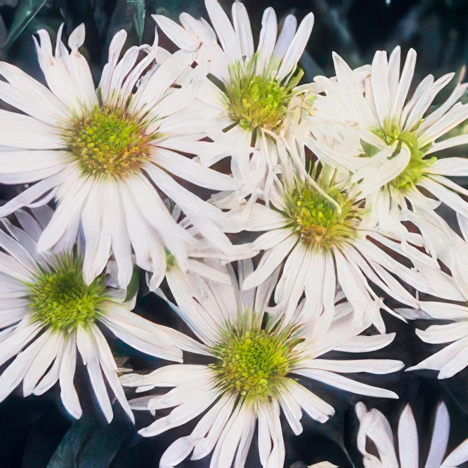 Drei Everspring Herbstastern Aster ageratoides &