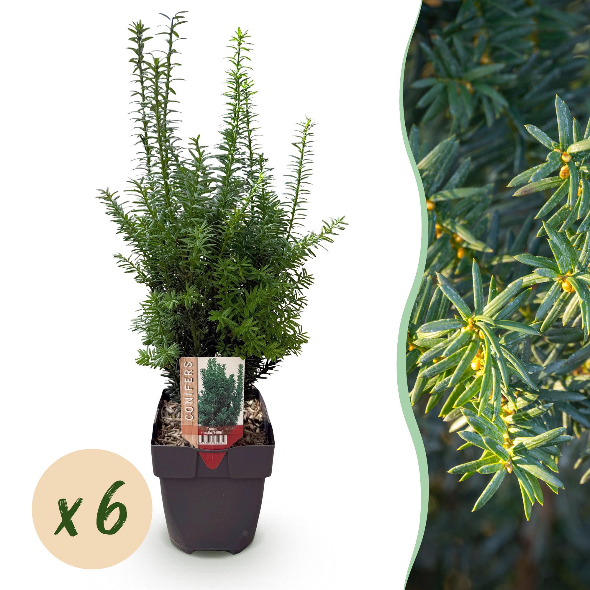 Becher-Eibe Hilii – Taxus media online kaufen | 6 Pflanzen für 1 m Hecke, immergrün &amp; besonders frosthart – Wurzelwerk Design