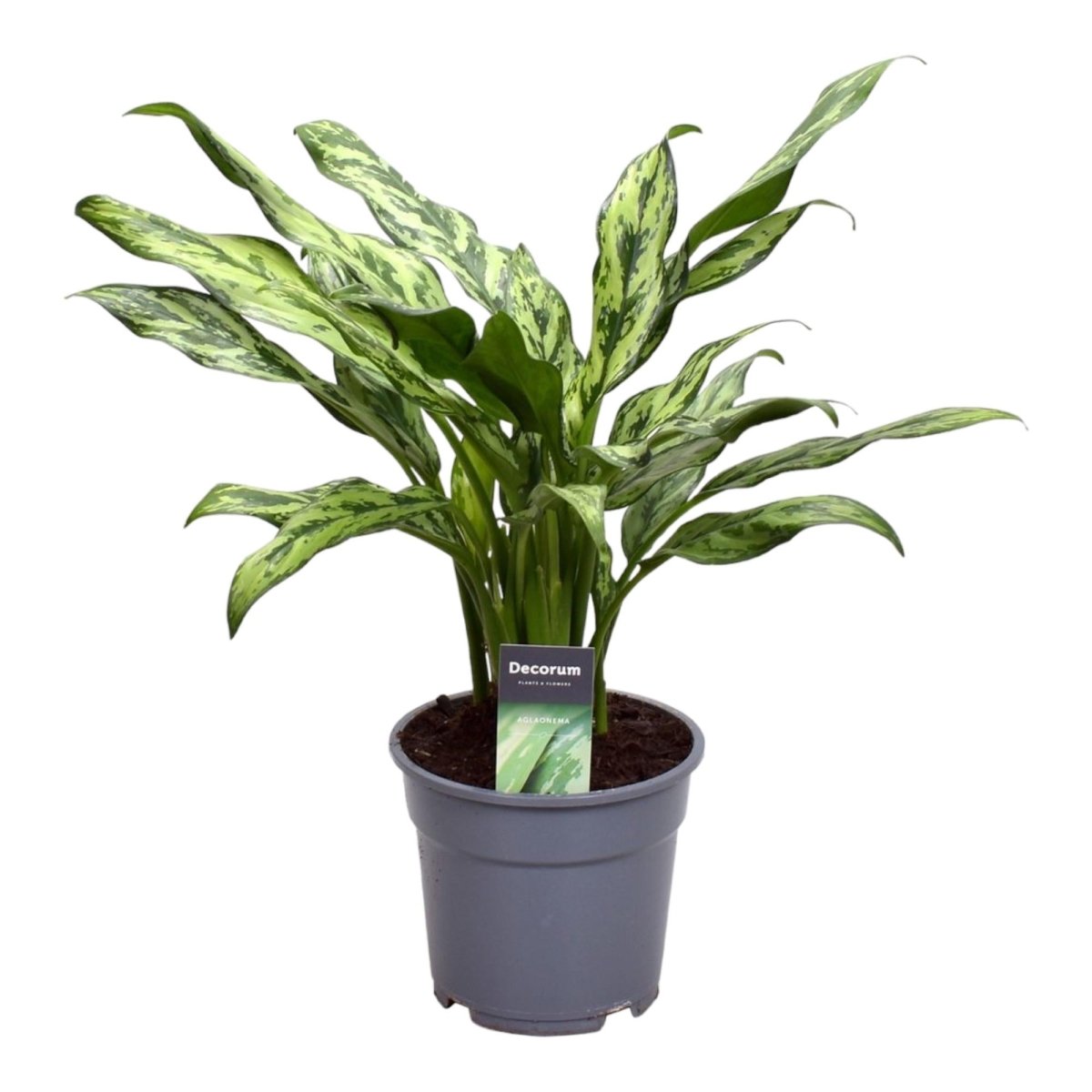 Aglaonema Juliette - 40 cm - Ø 12 cm - Wurzelwerk Design
