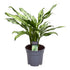 Aglaonema Juliette - 40 cm - Ø 12 cm - Wurzelwerk Design