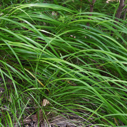 6x Carex morrowii - ↕10-25cm - Ø9cm