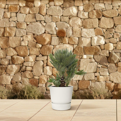 Chamaerops Humilis Compact – Zwergpalme für drinnen &amp; draußen