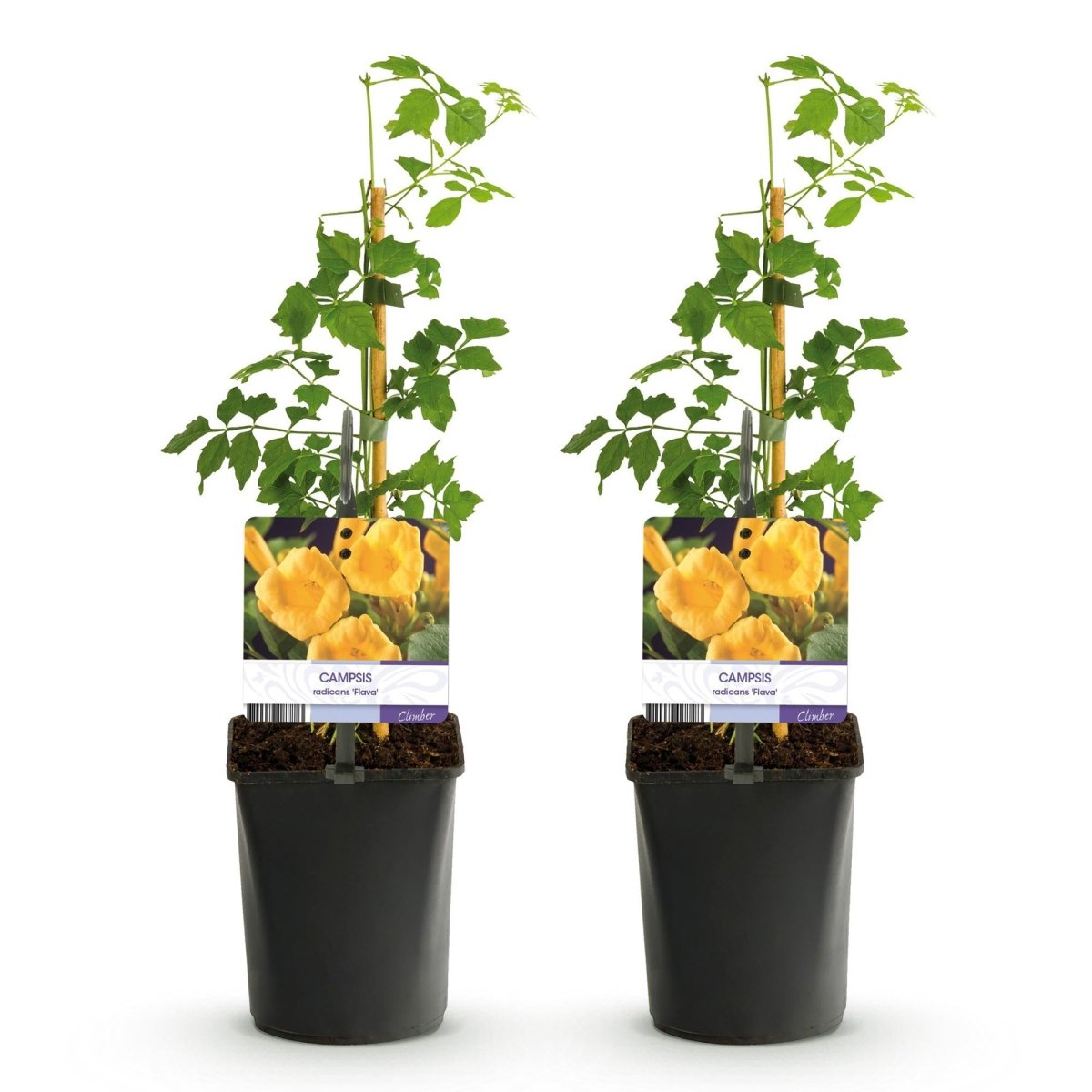 Campsis radicans &