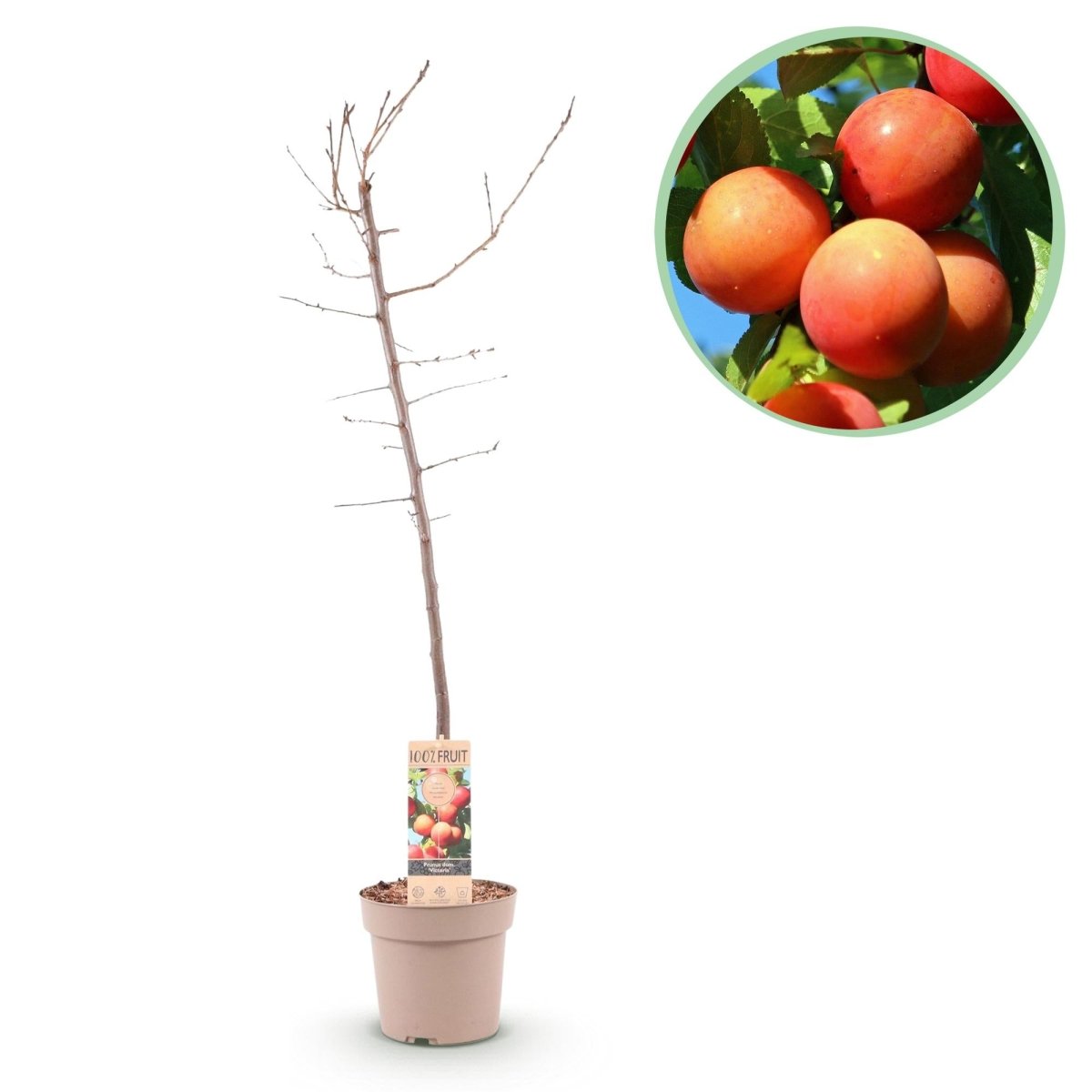 Pflaumenbaum - Prunus domestica Victoria - Rote Pflaume - Topf 21cm Höhe 90cm - Wurzelwerk Design