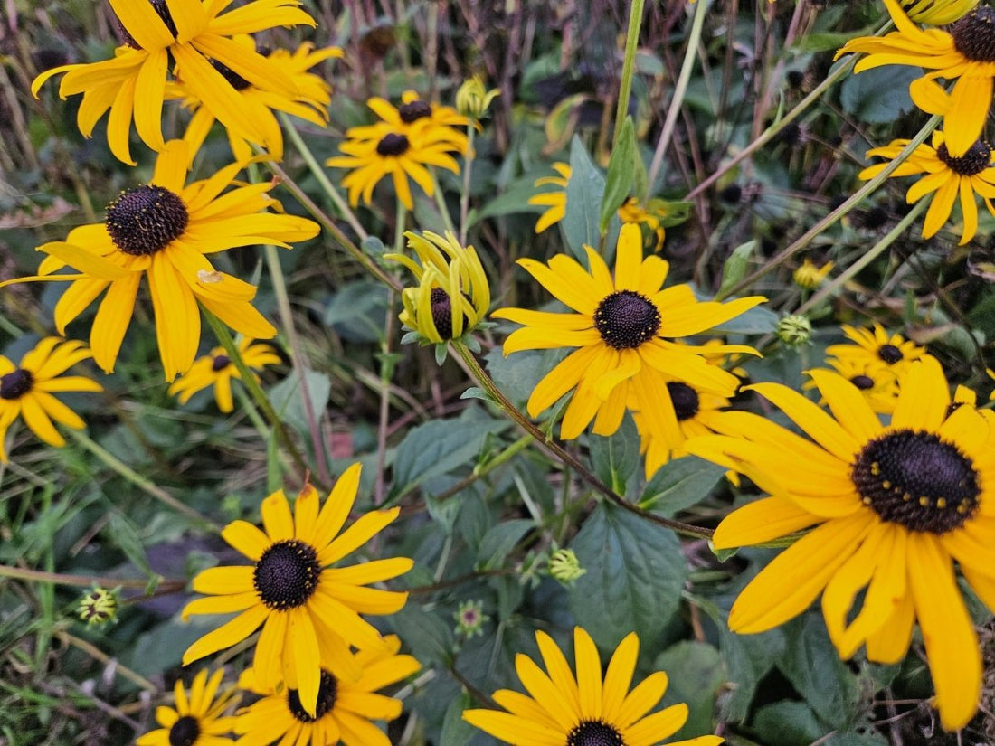 Rudbeckia fulgida ‘Goldsturm’ – 24 Pflanzen Ø 9 cm Höhe 10–25 cm – Winterharte Sonnenhut - Staude für sonnige Beete - Wurzelwerk Design