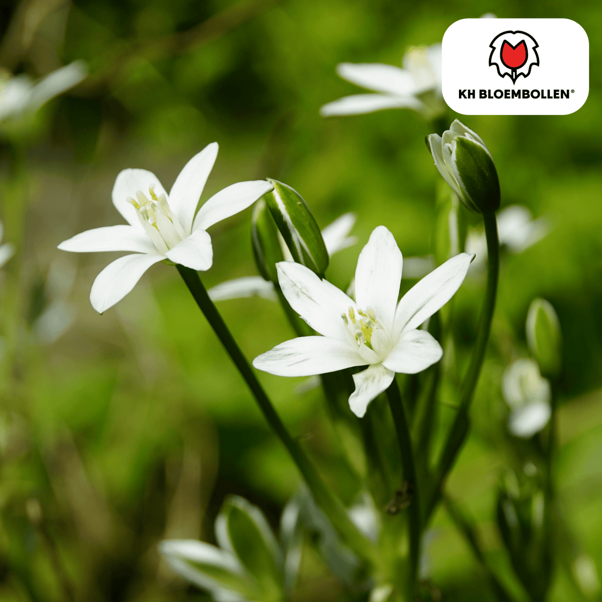 Vogelmilch (Ornithogalum) – 30 Stück | Sternenweiße Frühblüher - Wurzelwerk Design