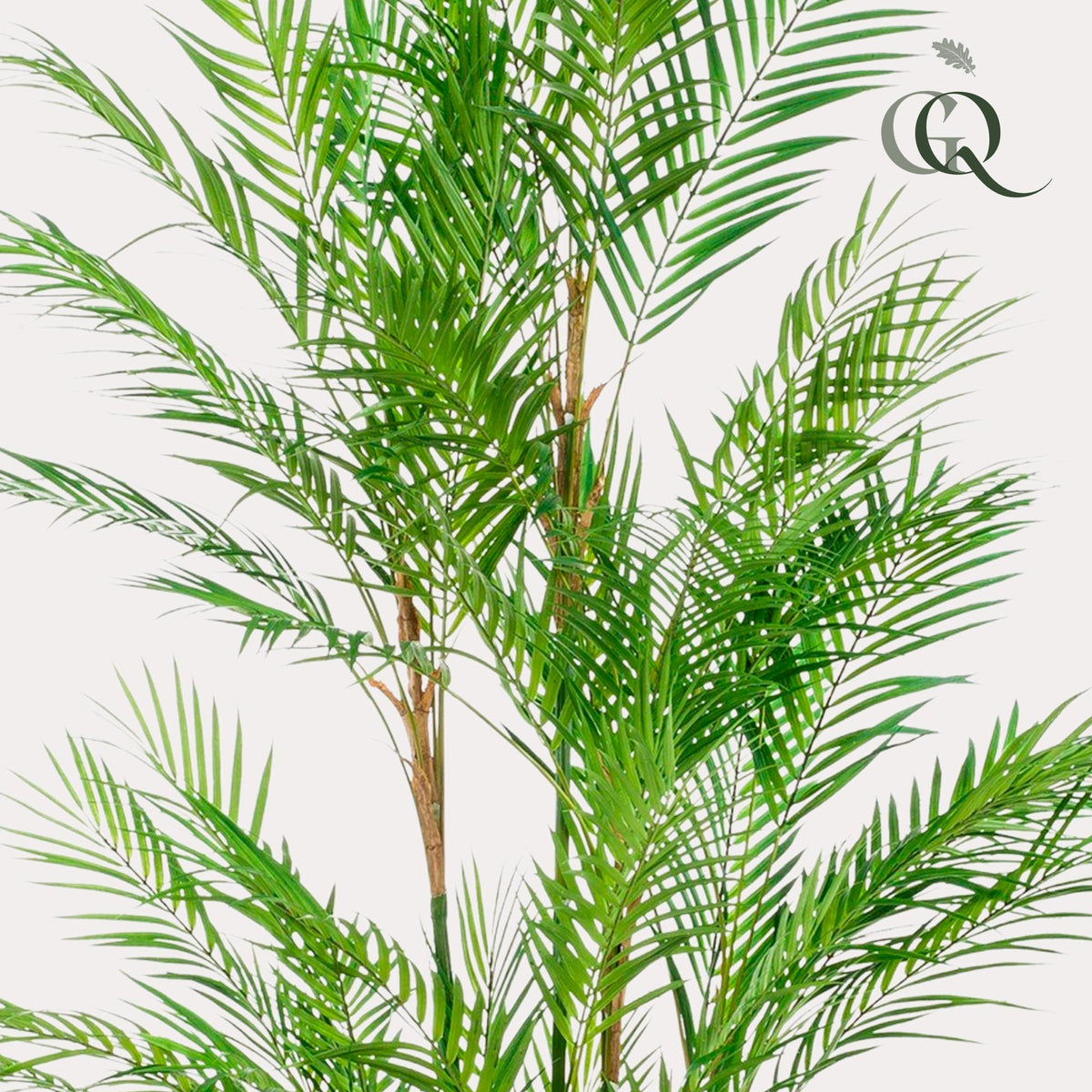 Kunstpflanze Chamaedorea Elegans, Bergpalme, Everspring, 180 cm hohe, realistische Zimmerpflanze als Dekorationsstück