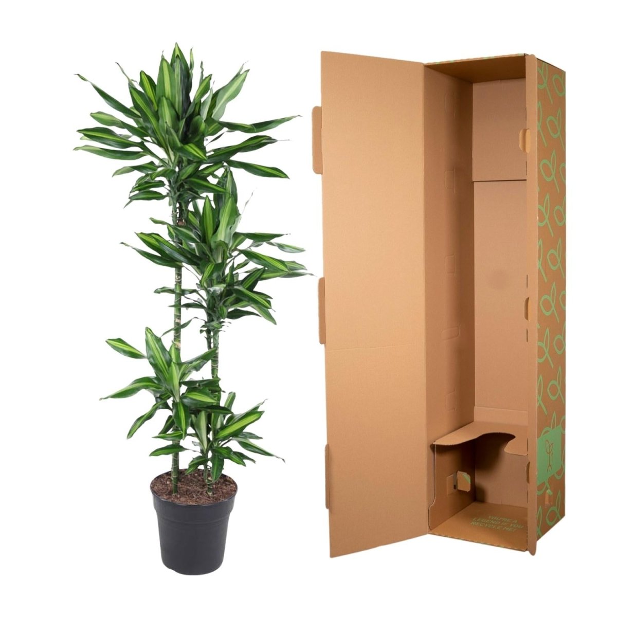 Dracaena Cintho – Pflegeleichte Zimmerpflanze mit exotischem Flair - Wurzelwerk Design