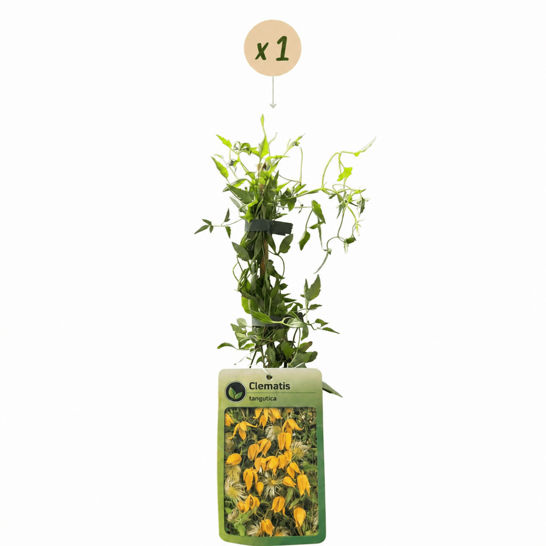 Gold-Waldrebe kaufen – Clematis tangutica | gelb, Ø 9 cm, Höhe 35 cm - Wurzelwerk Design