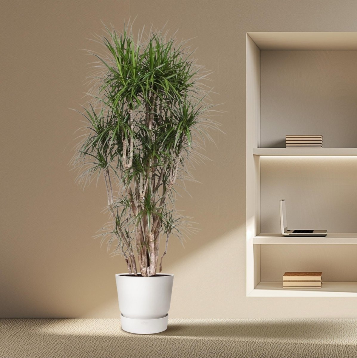 Dracaena Marginata 90 - 220 cm – Pflegeleichter Drachenbaum - Wurzelwerk Design