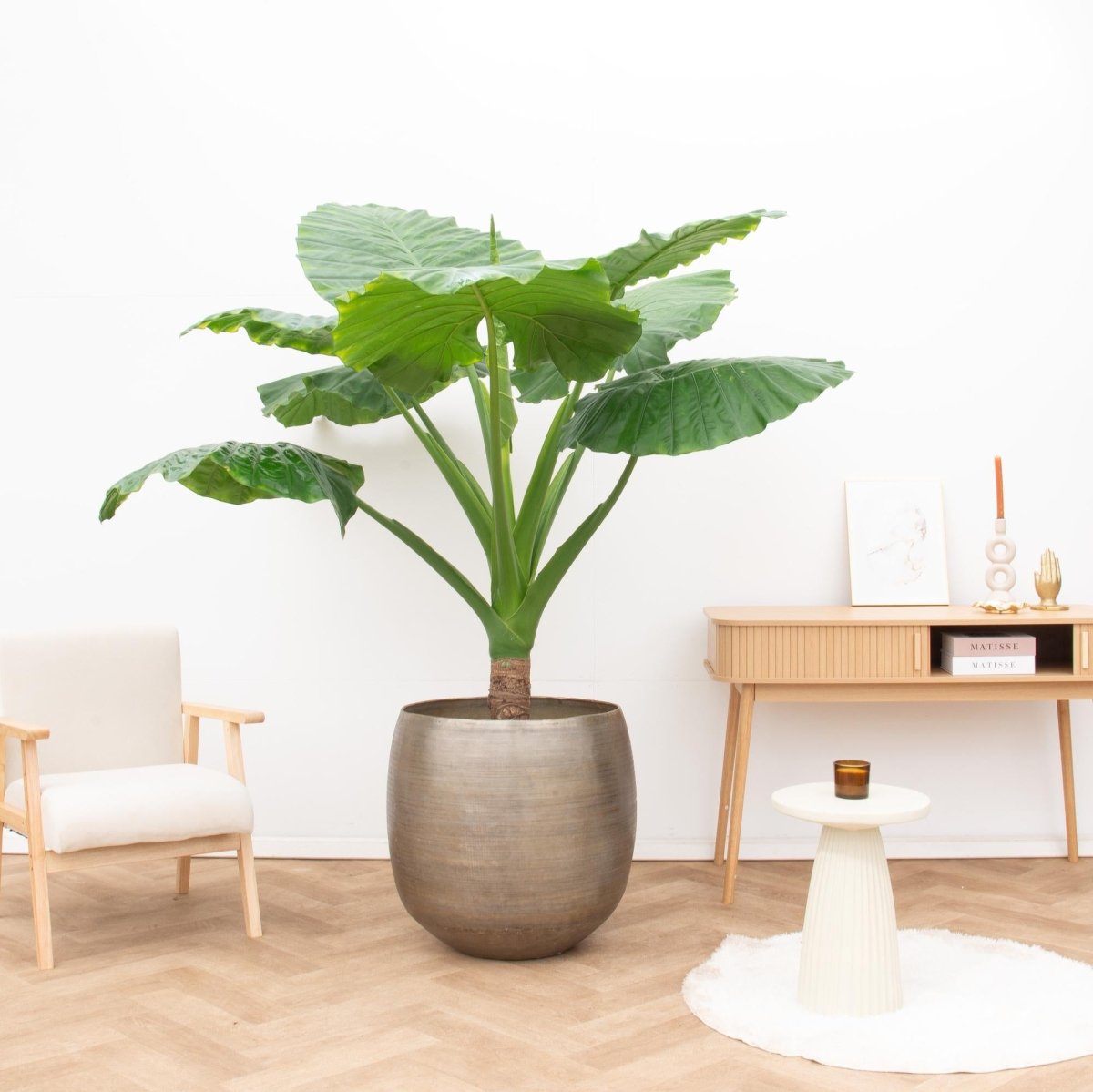 Alocasia Portodora | 180 cm XL - Zimmerpflanze – Exotischer Blickfang für Zuhause &amp; Büro - Wurzelwerk Design