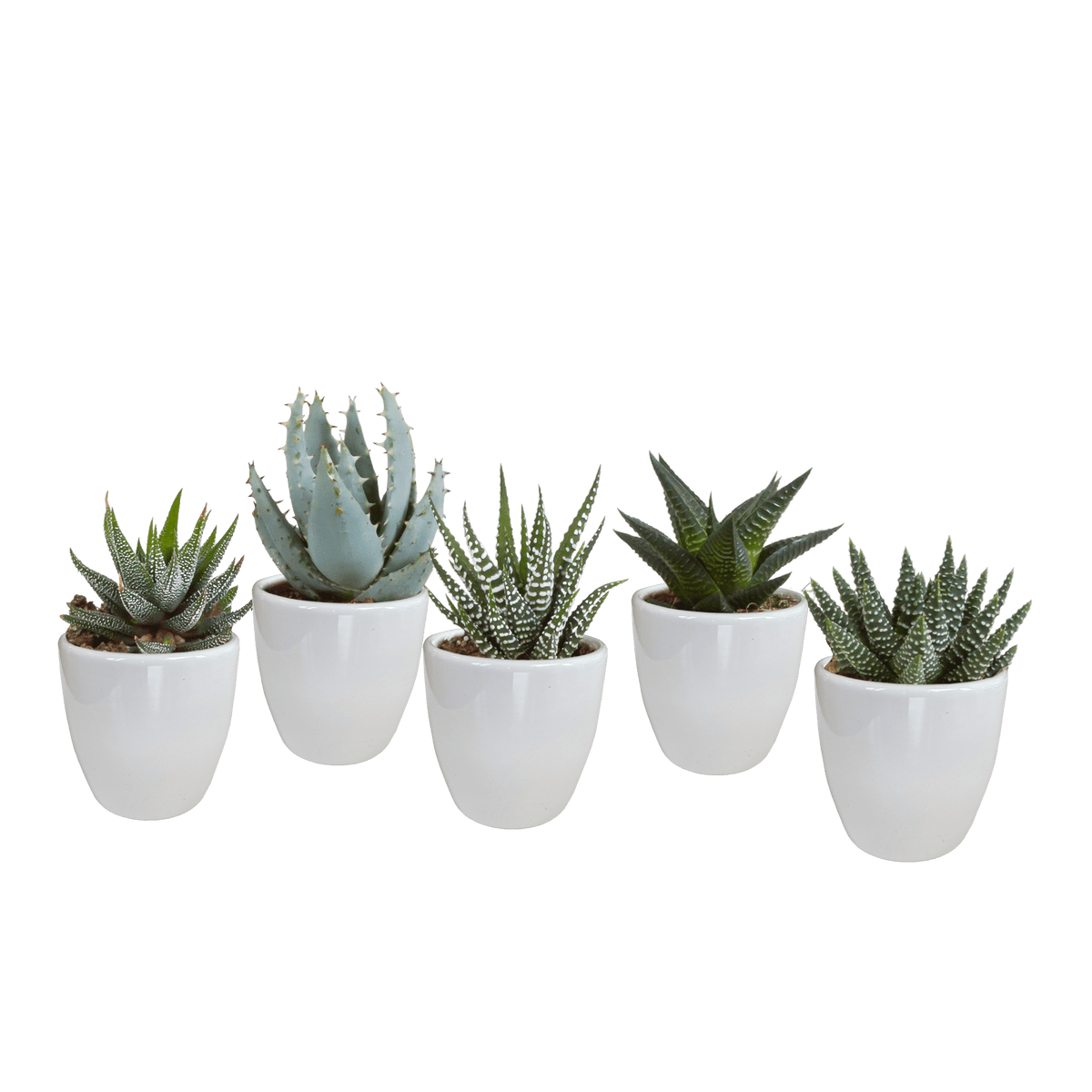 Fünf Gasteria und Haworthia Pflanzen in weißen Töpfen, Durchmesser 5,5 cm, Everspring, auf Bildvordergrund sichtbar