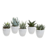 Fünf Gasteria und Haworthia Pflanzen in weißen Töpfen, Durchmesser 5,5 cm, Everspring, auf Bildvordergrund sichtbar