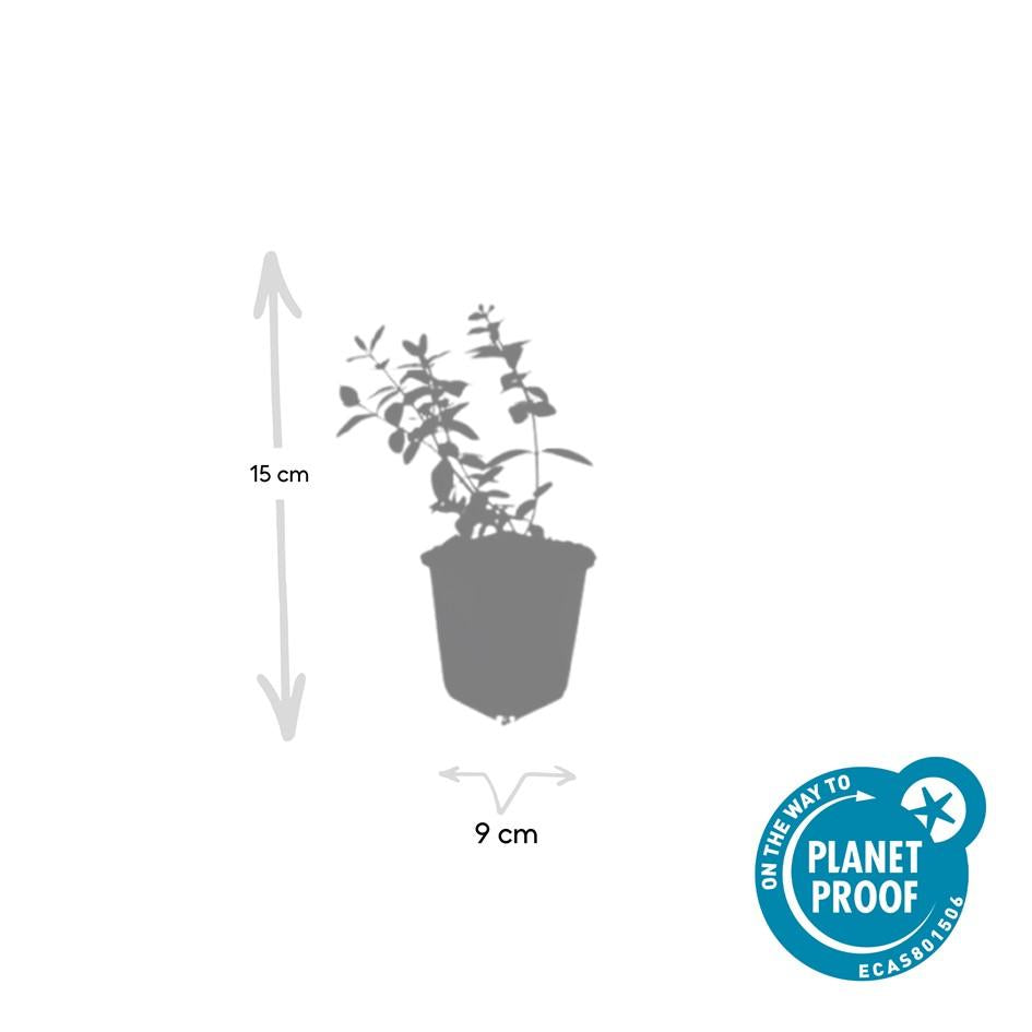 24x Hypericum dummeri ‘Peter Dummer’ – Bodendeckerpflanzen online kaufen