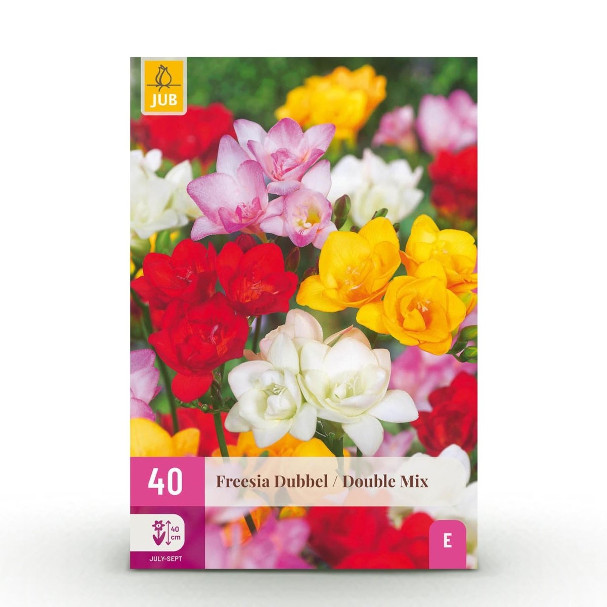 Blumenzwiebeln Freesia Double Mix | 40 Stück Farbenmix – Zwiebelgröße 5/6 – XXL Pack - Wurzelwerk Design