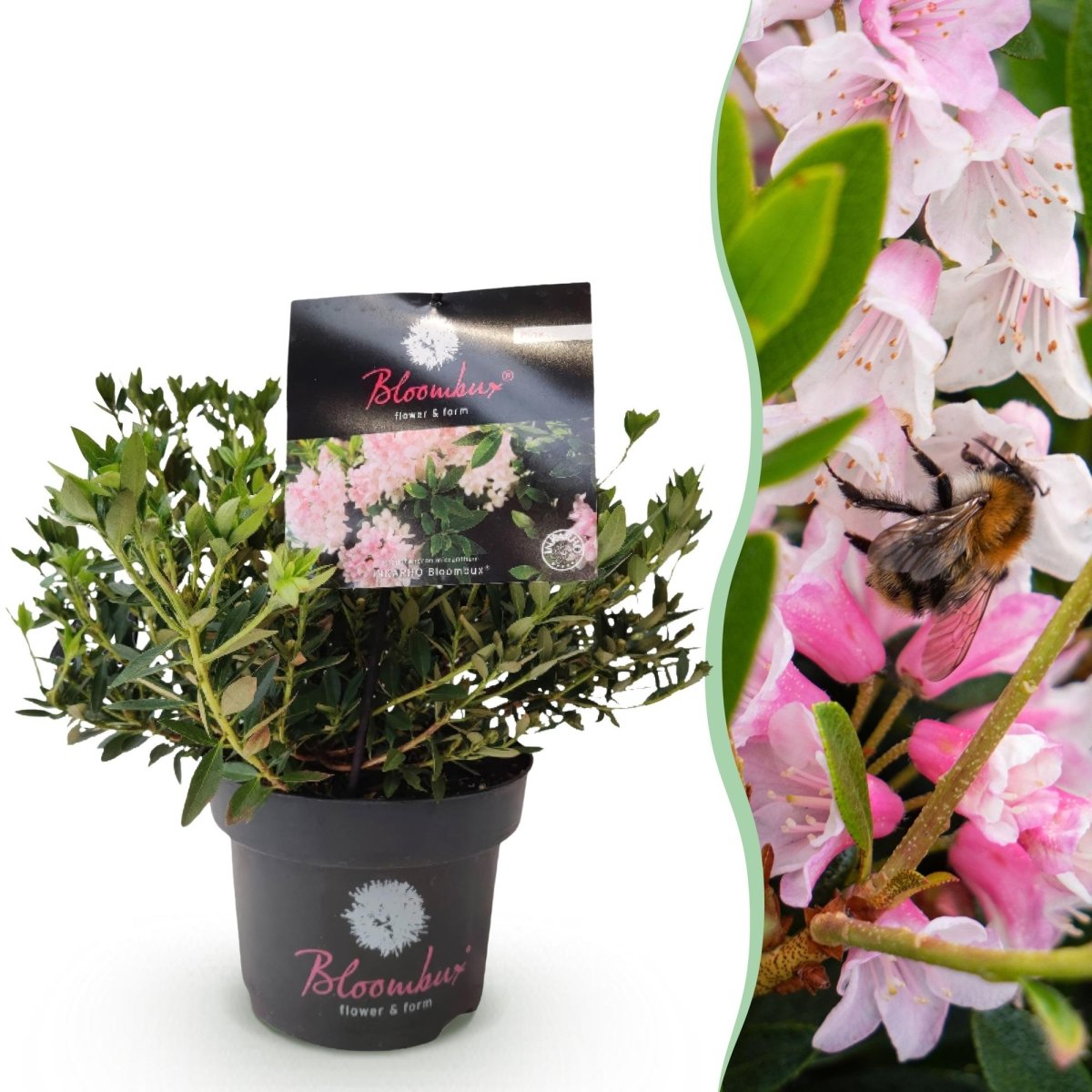 Rhododendron Bloombux Light Pink kaufen | Topf Ø 17 cm, Höhe 30–40 cm - Wurzelwerk Design