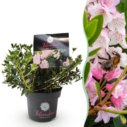 Rhododendron Bloombux Light Pink kaufen | Topf Ø 17 cm, Höhe 30–40 cm - Wurzelwerk Design