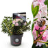 Rhododendron Bloombux Light Pink kaufen | Topf Ø 17 cm, Höhe 30–40 cm - Wurzelwerk Design