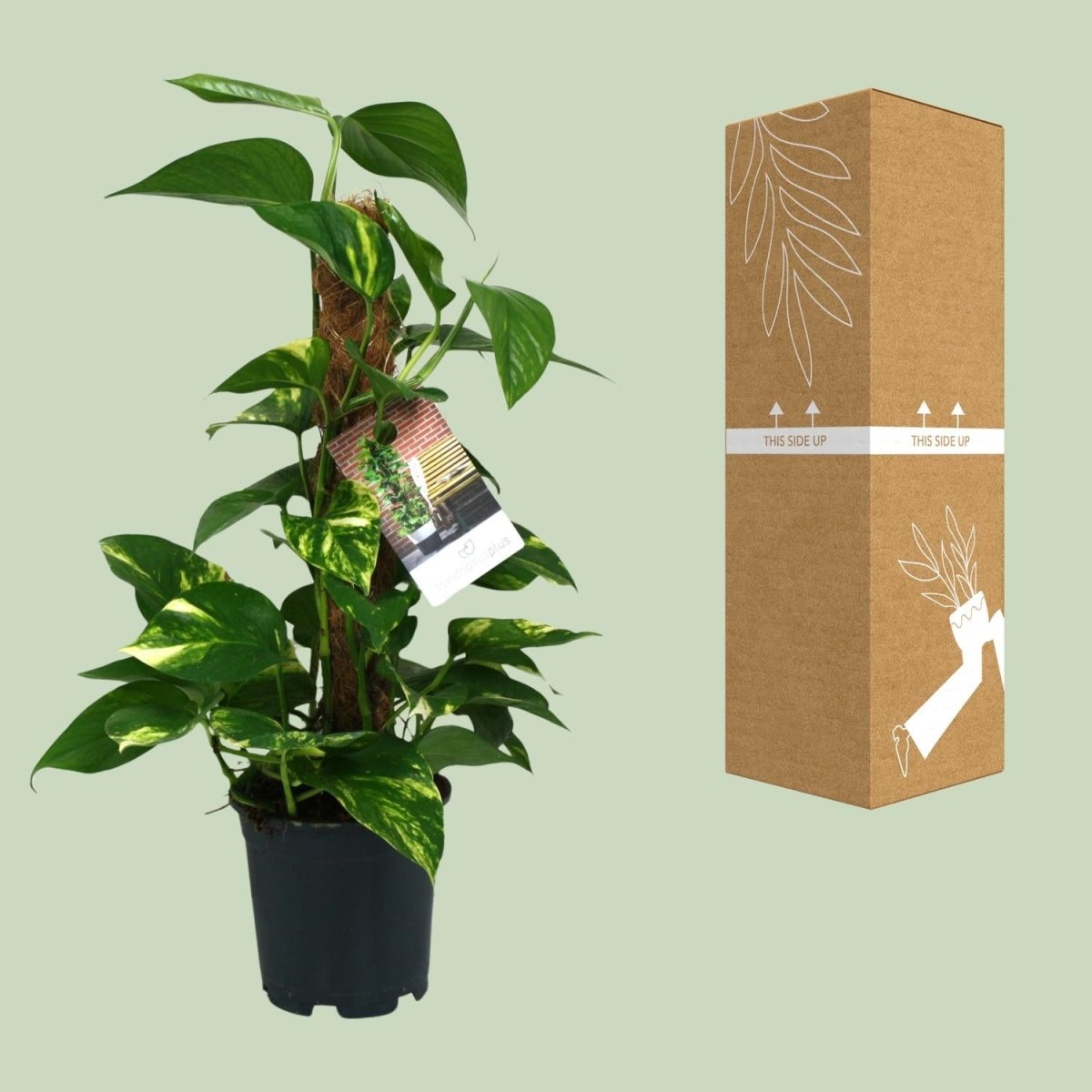 Scindapsus Epipremnum - Ø15cm - ↕50cm - Wurzelwerk Design