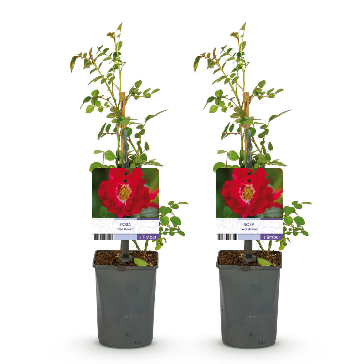 Zwei rote Kletterrosen Rosa Red Queen in 11cm Töpfen, mit blühenden roten Blüten und geringem Pflegeaufwand, ca. 40cm hoch.