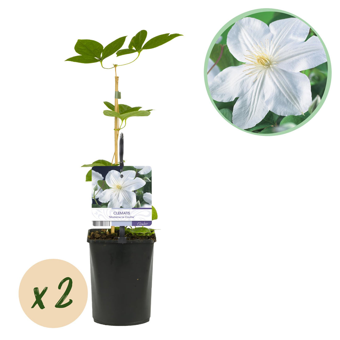 Clematis Madame Le Coultre - blühend weiß - Wenig Pflege - 2 Pflanzen - Topf 11cm Höhe 40cm