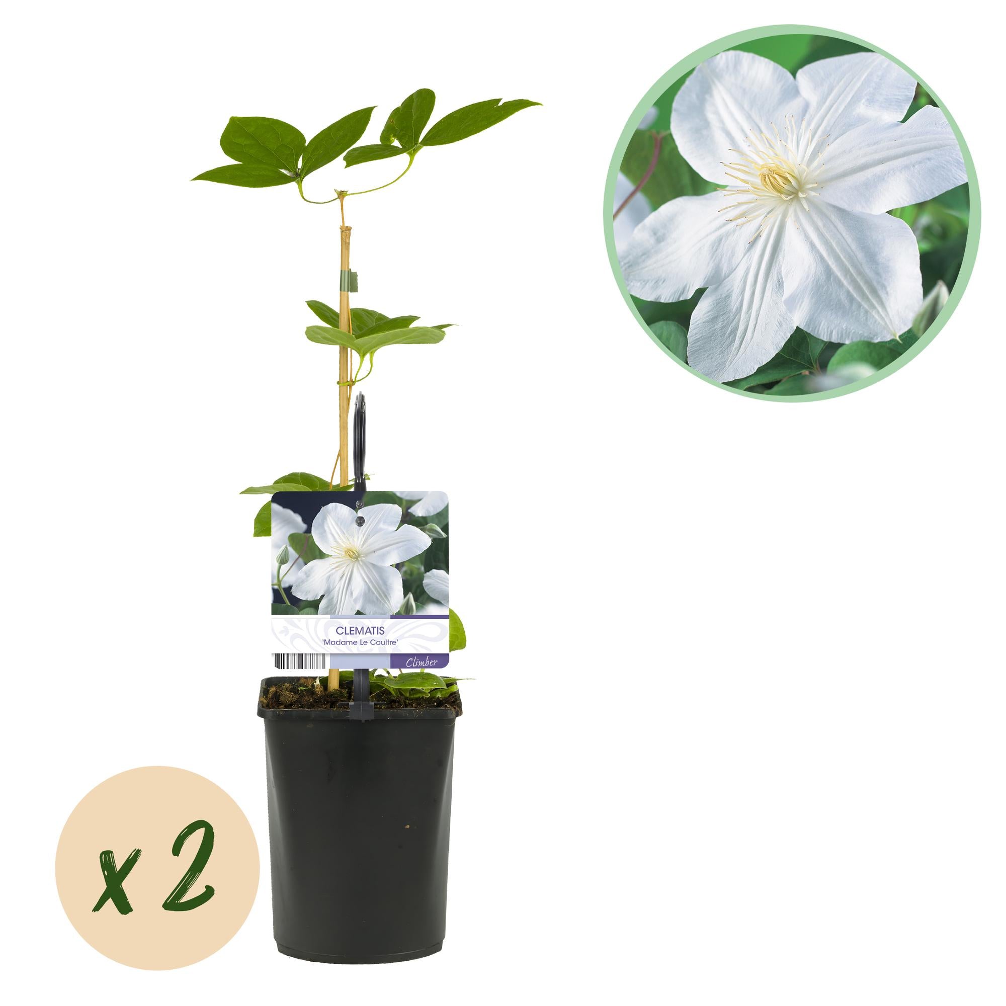 Zwei blühende Clematis Madame Le Coultre Pflanzen in 11cm Töpfen, weiße Blumen, pflegeleicht, Höhe ca. 40cm, von Everspring.