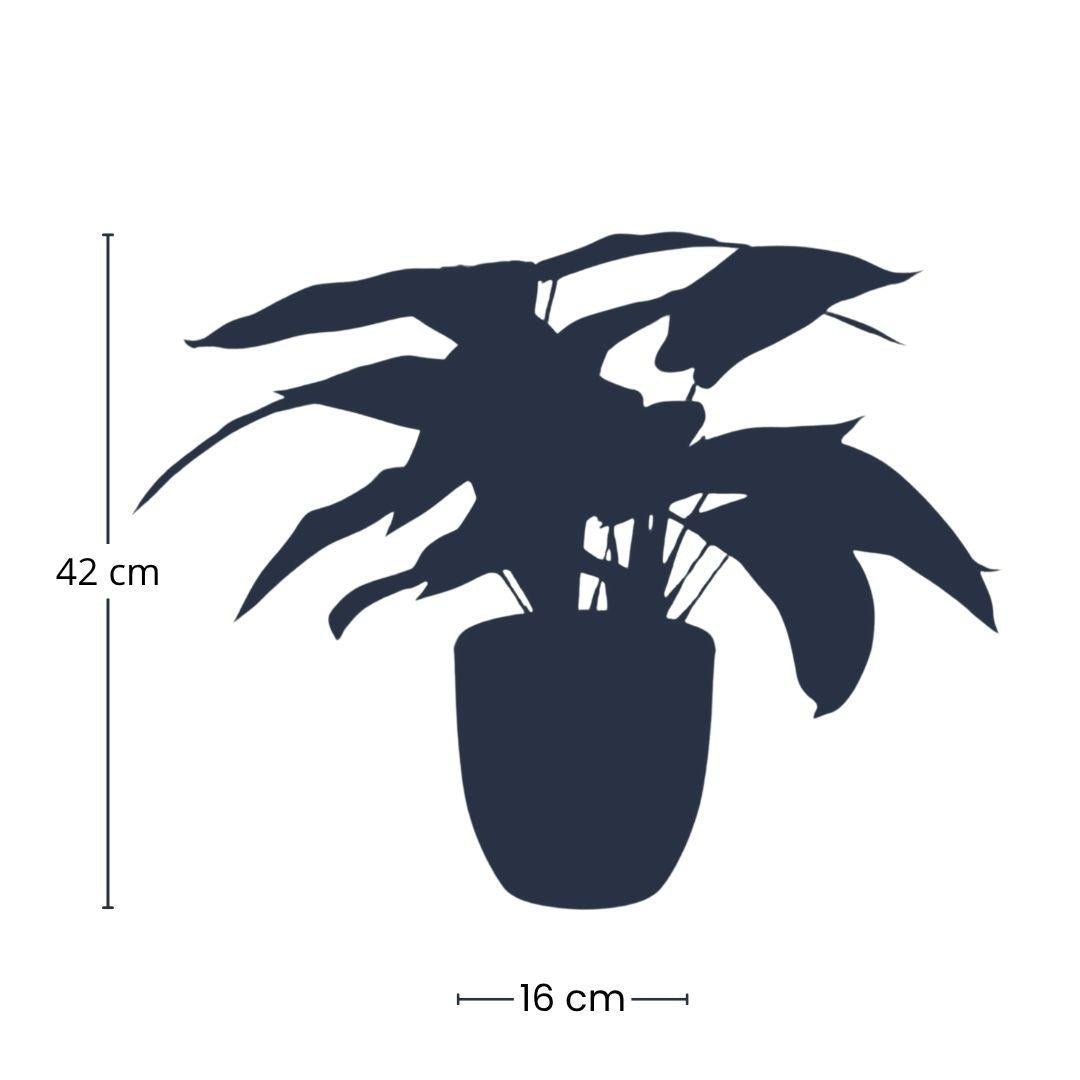 Künstliche Calathea Zebrina Pflanze, 42 cm hoch im schwarzen Topf, Everspring, detailreiche Nachbildung für natürliche Dekoration