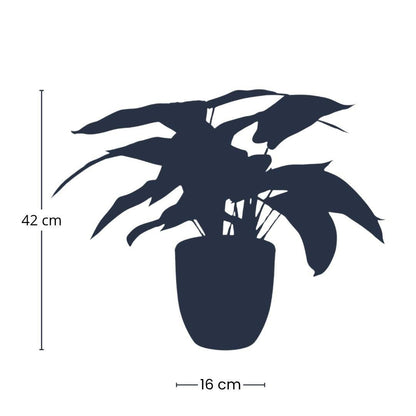 Künstliche Calathea Zebrina Pflanze, 42 cm hoch im schwarzen Topf, Everspring, detailreiche Nachbildung für natürliche Dekoration
