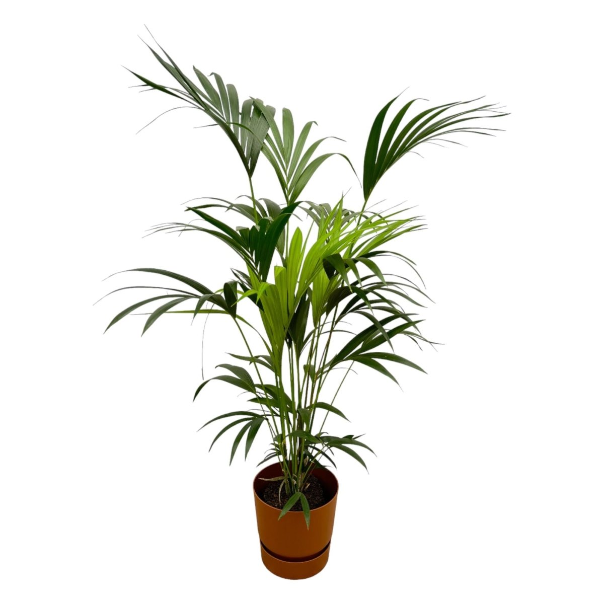Kentia - Palme 160cm mit Topf – Elegante Zimmerpalme für stilvolles Grün - Wurzelwerk Design