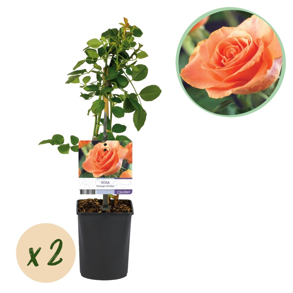 Kletterrose - Rosa Orange Climber - Blüte Orange - Wenig Pflege - 2 Pflanzen - Topf 11cm Höhe 40cm - Wurzelwerk Design