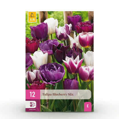 Everspring Tulpen Blueberry Mix Zwiebeln, 12 Stück, mehrfarbige, winterharte Zwiebelpflanzen, XXL Pack, Zwiebelgröße 11/12