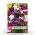 Everspring Tulpen Blueberry Mix Zwiebeln, 12 Stück, mehrfarbige, winterharte Zwiebelpflanzen, XXL Pack, Zwiebelgröße 11/12