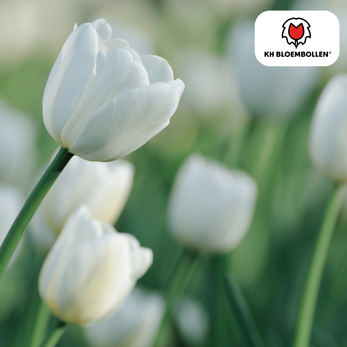 Catherina Tulpenzwiebeln – 20er - Pack | Weiß &amp; edel - Wurzelwerk Design
