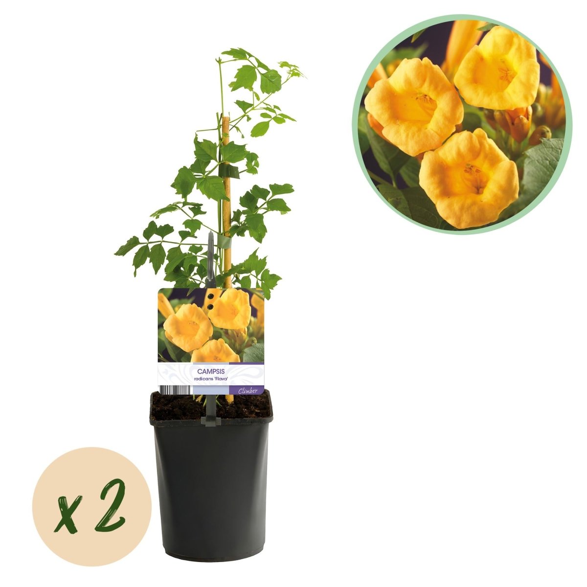 Campsis radicans &