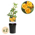 Campsis radicans &